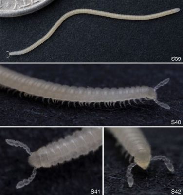  Underneath A Million Legs: Uncovering The Curious World Of The Unicoloured Millipede!