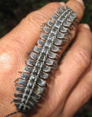  Flat-backed Millipede: Can This Gentle Giant Conquer Your Fears?