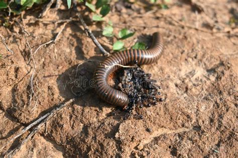  Nullarbor Millipede:  The Armored Wanderer with Many Legs Who Dreams of Endless Desert Landscapes!