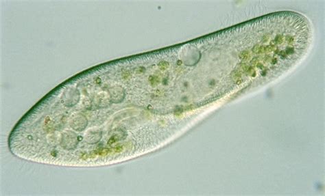  Paramecium! A Microscopic Wonder with Hairy Boots That Loves Dancing in Water